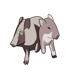 Two wild boar cuddling isolated on white background, Piglet and mother pig