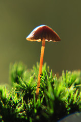 Kleiner Pilz