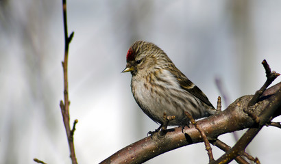 bird on branch