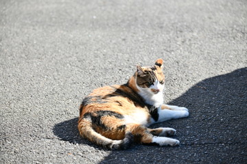 外猫（１０歳）