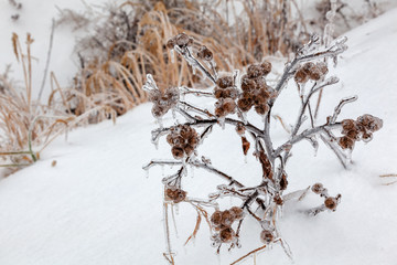 Frozen plant covered with a thick crust of ice
