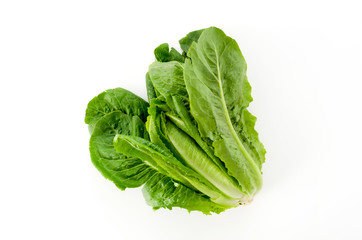 ロメインレタス