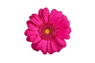 Keuken spatwand met foto One pink gerbera flower on white background isolated close up, purple gerber flower, red daisy head top view, romantic greeting card decoration, decorative design element, botanical floral pattern © Vera NewSib