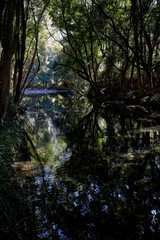 River setting at Belegim, New South Wales, Australia.