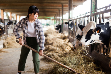 Portrait of active chinese female employee working in cowshed on farm