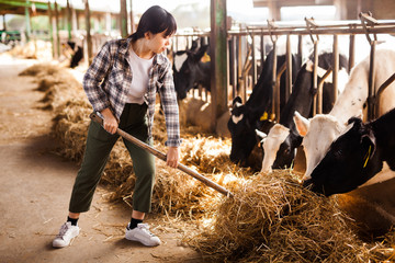 Female farmer who is feeding beasts at the cow farm