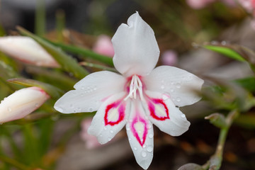 Australian scenery flowers trees landscape.