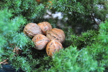 くるみともみの木