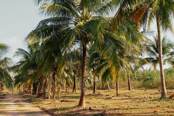 Field of coconut palm trees