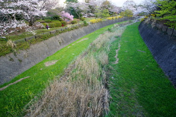 Fototapeta na wymiar 川沿いの桜の花が咲く