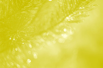 Yellow natural web and bokeh abstraction