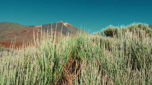 unusual desert green plant sways in the wind. Against the background of a large mountain and peak of the Teide volcano. The concept of survival without water.