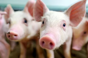 Fotobehang pig farm industry farming hog barn pork © agnormark