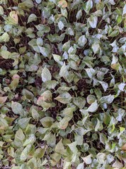 chili plant seeds in 3 weeks