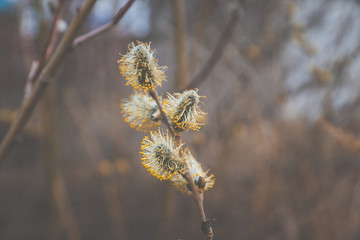 Blooming willow branch. Beautiful pussy-willow flowers. Selective focus.