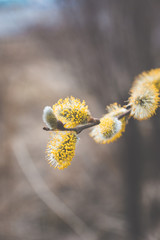 Blooming willow branch. Beautiful pussy-willow flowers. Selective focus.