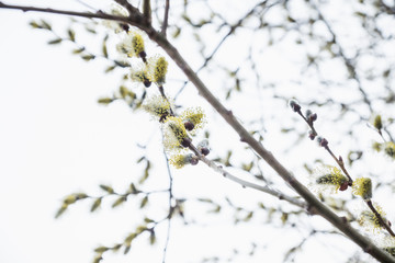 Blooming willow branch. Beautiful pussy-willow flowers. Selective focus.