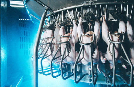 bird chicken factory line hang poultry industry