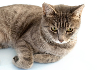 Tabby cat lying on the floor. Gray cat with green eyes plays on a blue surface