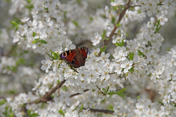 Frühling