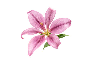 a blooming pink lily close-up on a white background