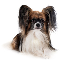papillon dog in studio