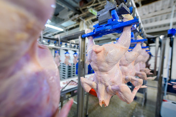 bird chicken factory line hang poultry industry