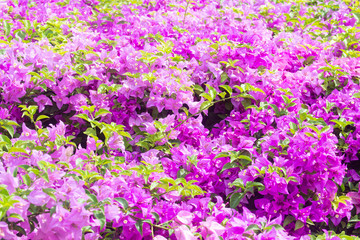 Obraz premium Beautiful bougainvilleas in garden background.