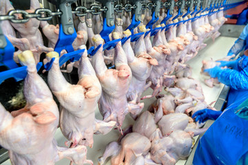 bird chicken factory line hang poultry industry