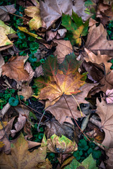 Beautiful autumn leaves in a variety of colors. Fallen leaves on the ground.