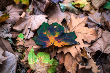 Beautiful autumn leaves in a variety of colors. Fallen leaves on the ground.