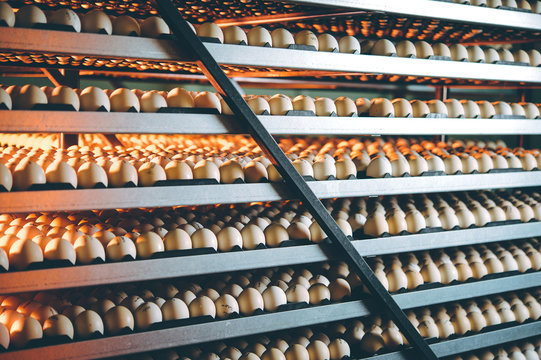 egg plant factory poultry farm stack hatchery