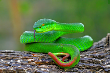 green insularis pit viper, white-lipped island snake, venomous snakes