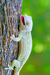 tokay gecko on the branch of wood