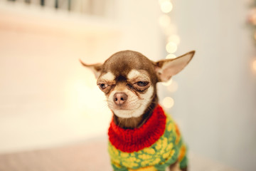 Small puppy dog looking at something. Purebred cobby type chihuahua. Isolated on white