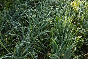 Spring onions growing in the garden