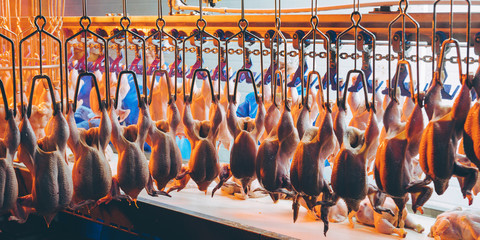 bird chicken factory line hang poultry industry