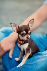 Cute short-haired white color miniature Chihuahua puppy with tennis ball on white background. The puppy is 2 month old on the picture.