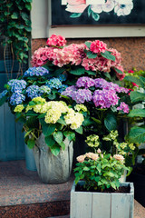 Flowers, leaves and sunlight. Pink and purple hydrangeas. Breathe in aroma of spring.