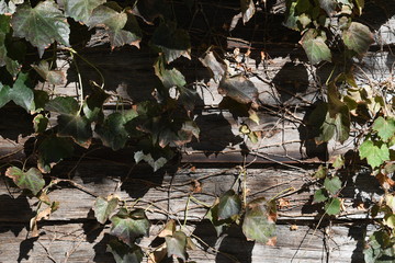 アイビーと板壁