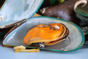 Close up of steam mussel on shell.