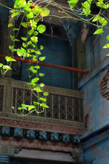 the creepers blooming amidst ruins. 