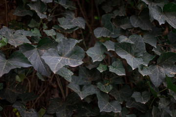 Dusty ivy plant leaves background