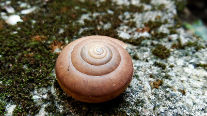Shells on the stone ground, the snail shells, the snail shells