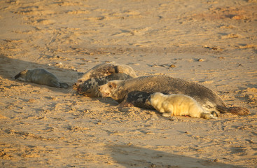 Fototapeta premium Grey Seals (Halichoerus grypus) mums and newly born pups lying on a beach at Horsey, Norfolk, UK.
