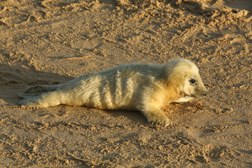Obraz premium A new born Grey Seal pup (Halichoerus grypus) lying on the beach on a sunny day at Horsey, Norfolk, UK.