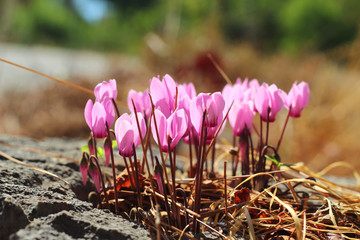Wild cyclamen flowers growing on stones. - obrazy, fototapety, plakaty
