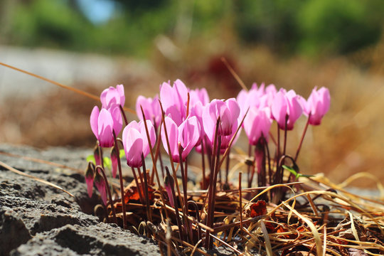 Wild cyclamen flowers growing on stones.