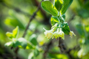 Blooming honeysuckle branch with new green leaves. Selective focus. Shallow depth of field.