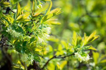 Blooming honeysuckle branch with new green leaves. Selective focus. Shallow depth of field.